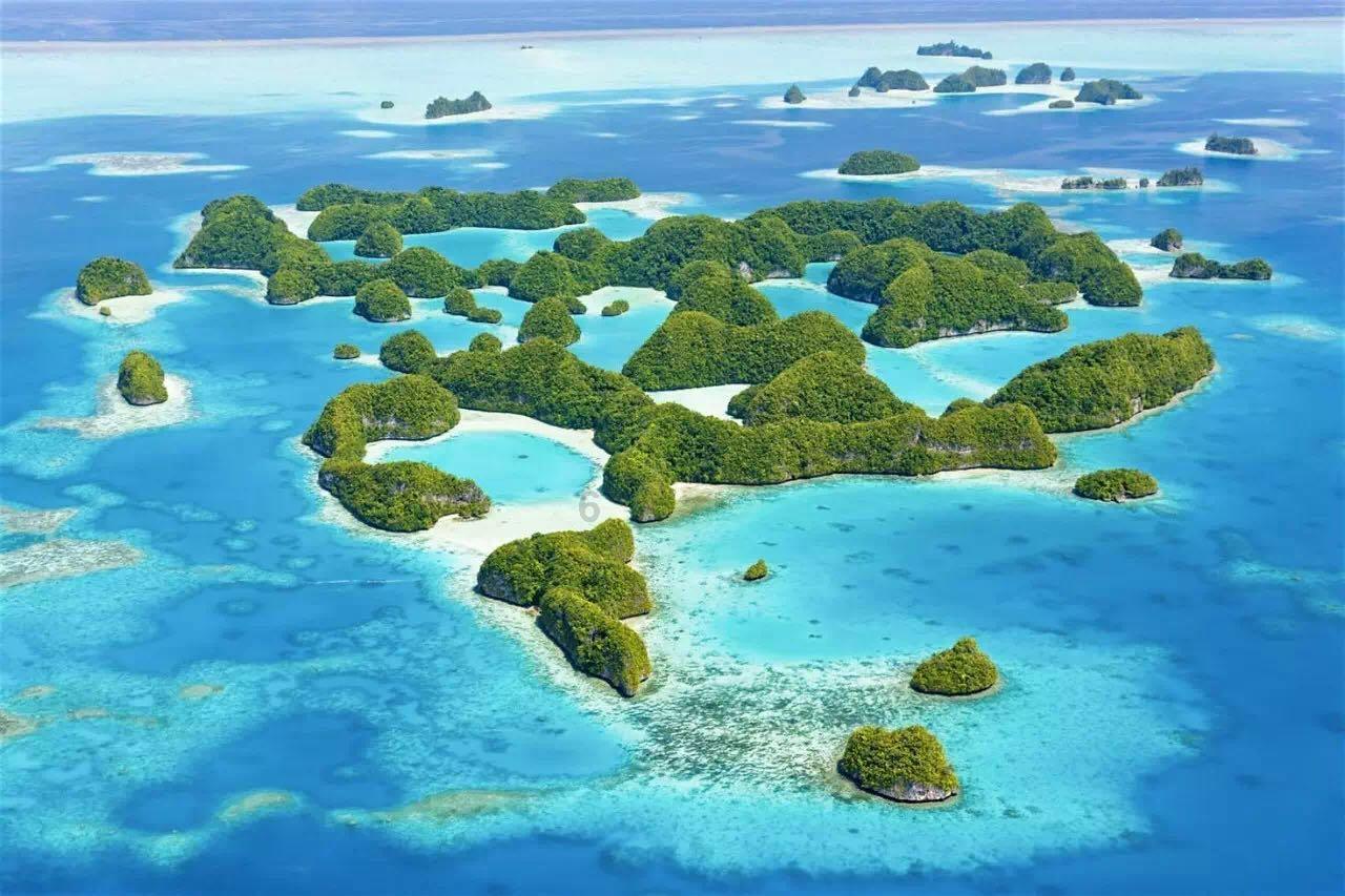 森林的奇迹